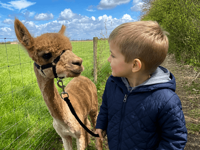 Alpaca & Falabella Ranch Kerkwerve