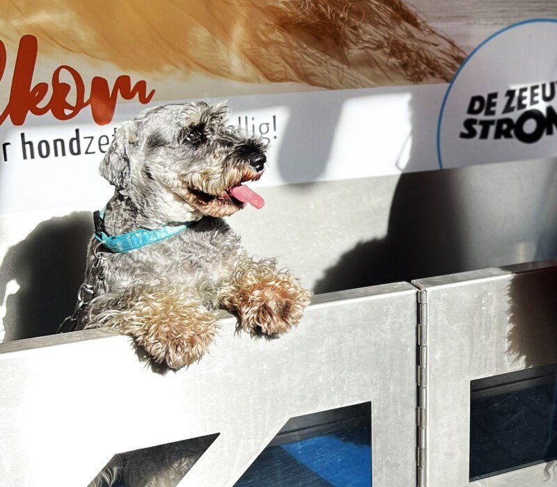 Hundewaschanlage De Zeeuwse Stromen