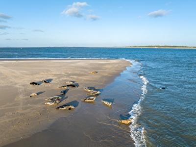 Zeehondensafari Oosterschelde 